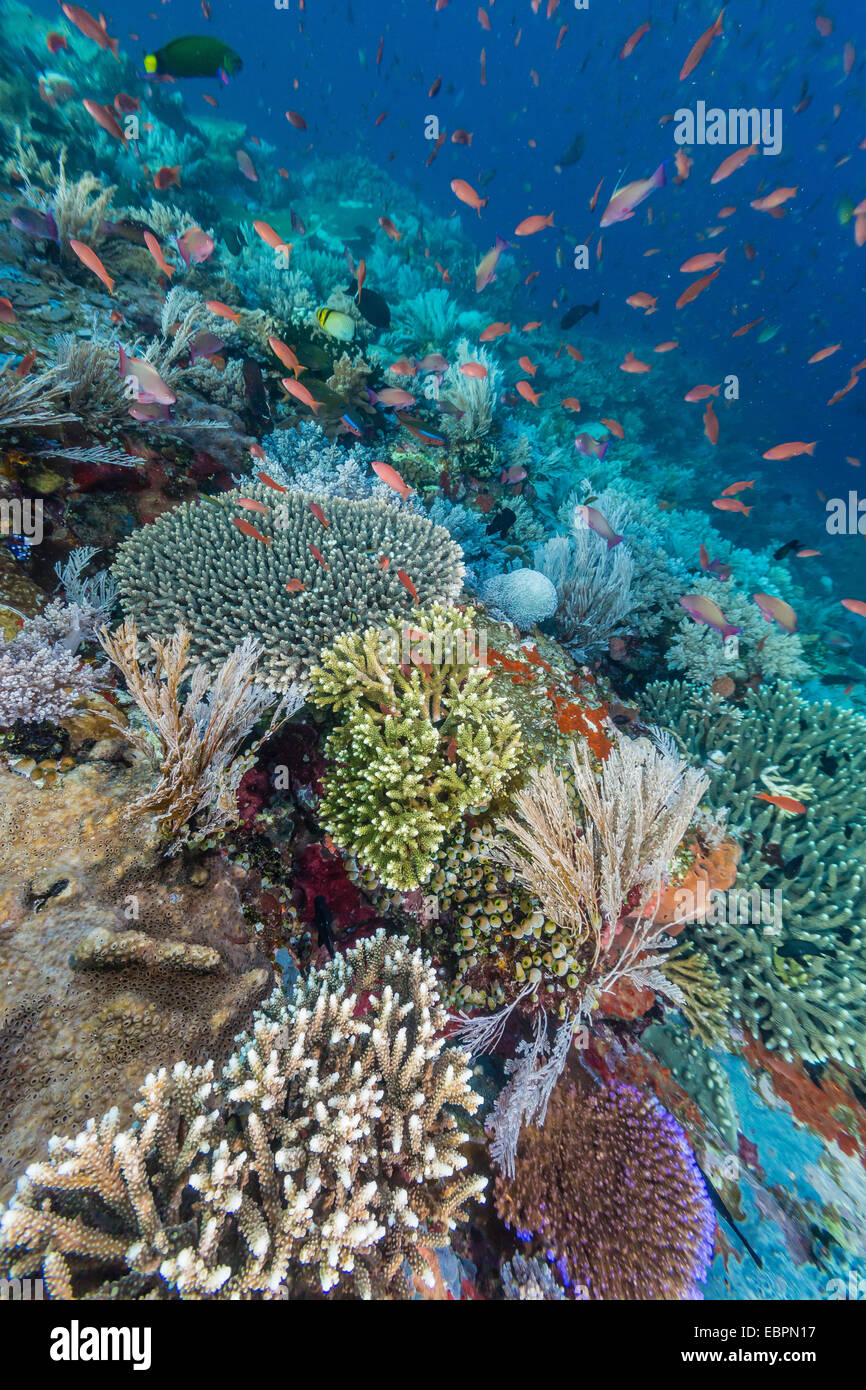 A profusion of coral and reef fish on Batu Bolong, Komodo Island National Park, Indonesia, Southeast Asia, Asia Stock Photo