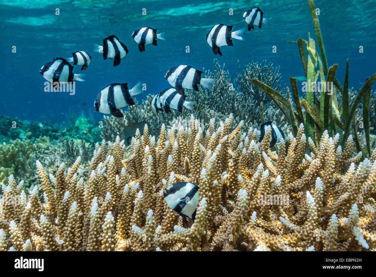 Humbug Dascyllus (Dascyllus aruanus), in stag horn coral head on Sebayur Island, Komodo Island National Park, Indonesia, Asia Stock Photo