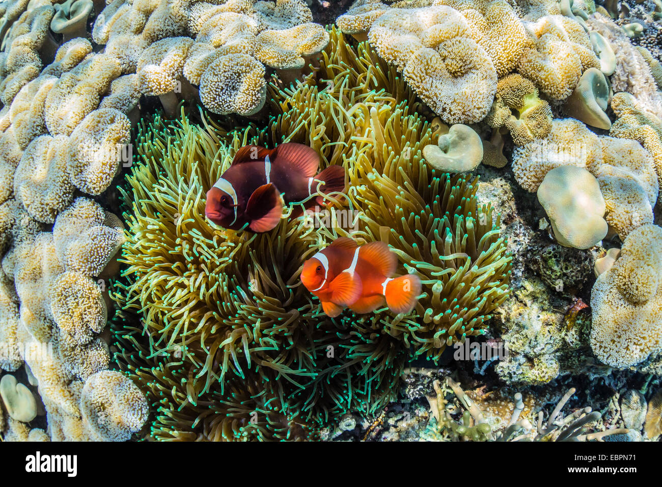 A pair of spinecheek anemonefish (Premnas biaculeatus), Sebayur Island, Komodo Island National Park, Indonesia, Southeast Asia Stock Photo