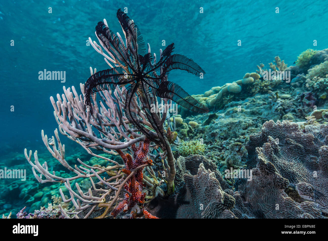 Hard and soft corals and crinoid underwater on Sebayur Island, Komodo Island National Park, Indonesia, Southeast Asia, Asia Stock Photo