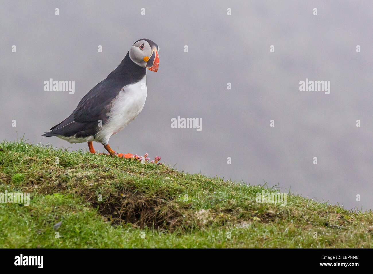 Adult Atlantic puffin (Fratercula arctica) at Sumburgh Head, Mainland Island, Shetland Isles, Scotland, United Kingdom, Europe Stock Photo