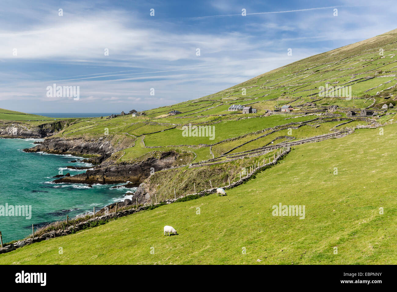 Sheep fences and rock walls along the Dingle Peninsula, County Kerry, Munster, Republic of Ireland, Europe Stock Photo