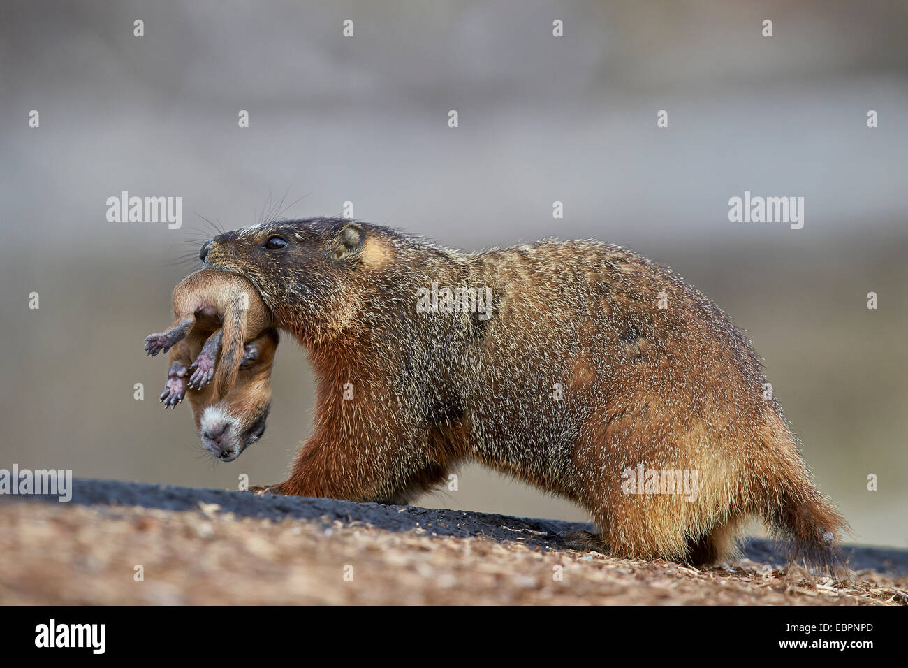 Yellow-bellied Marmot (yellowbelly Marmot) (Marmota Flaviventris ...