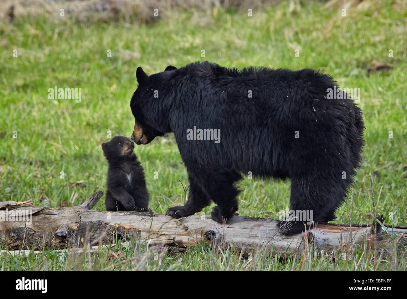 Black bear (Ursus americanus) sow and cub of the year, Yellowstone National Park, Wyoming, United States of America Stock Photo