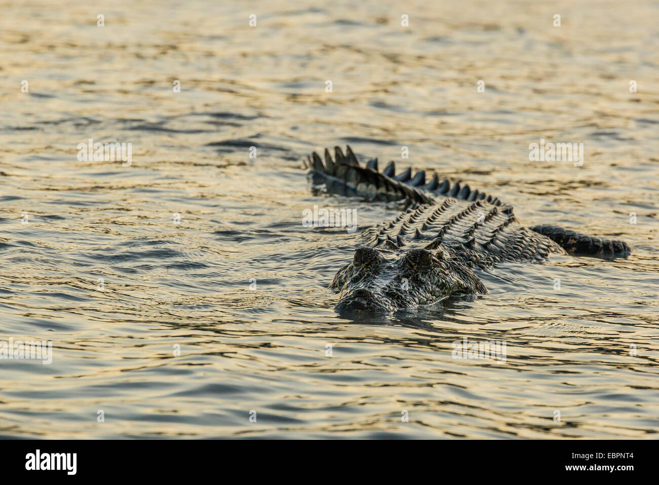 An adult wild saltwater crocodile hunting on the banks of the Hunter River in Mitchell River National Park, Kimberley, Australia Stock Photo