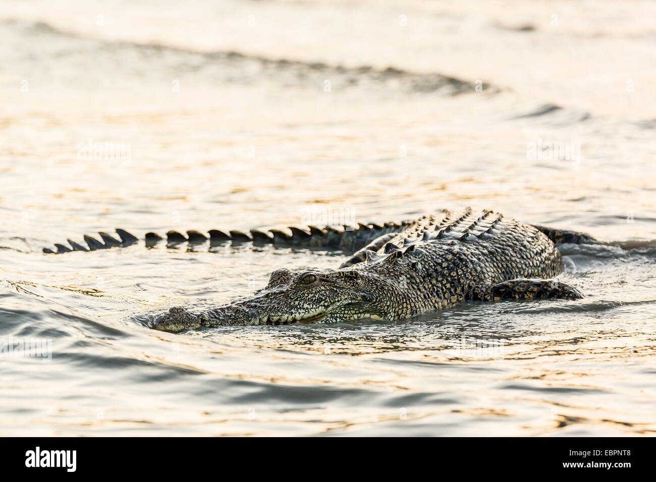 An adult wild saltwater crocodile hunting on the banks of the Hunter River in Mitchell River National Park, Kimberley, Australia Stock Photo