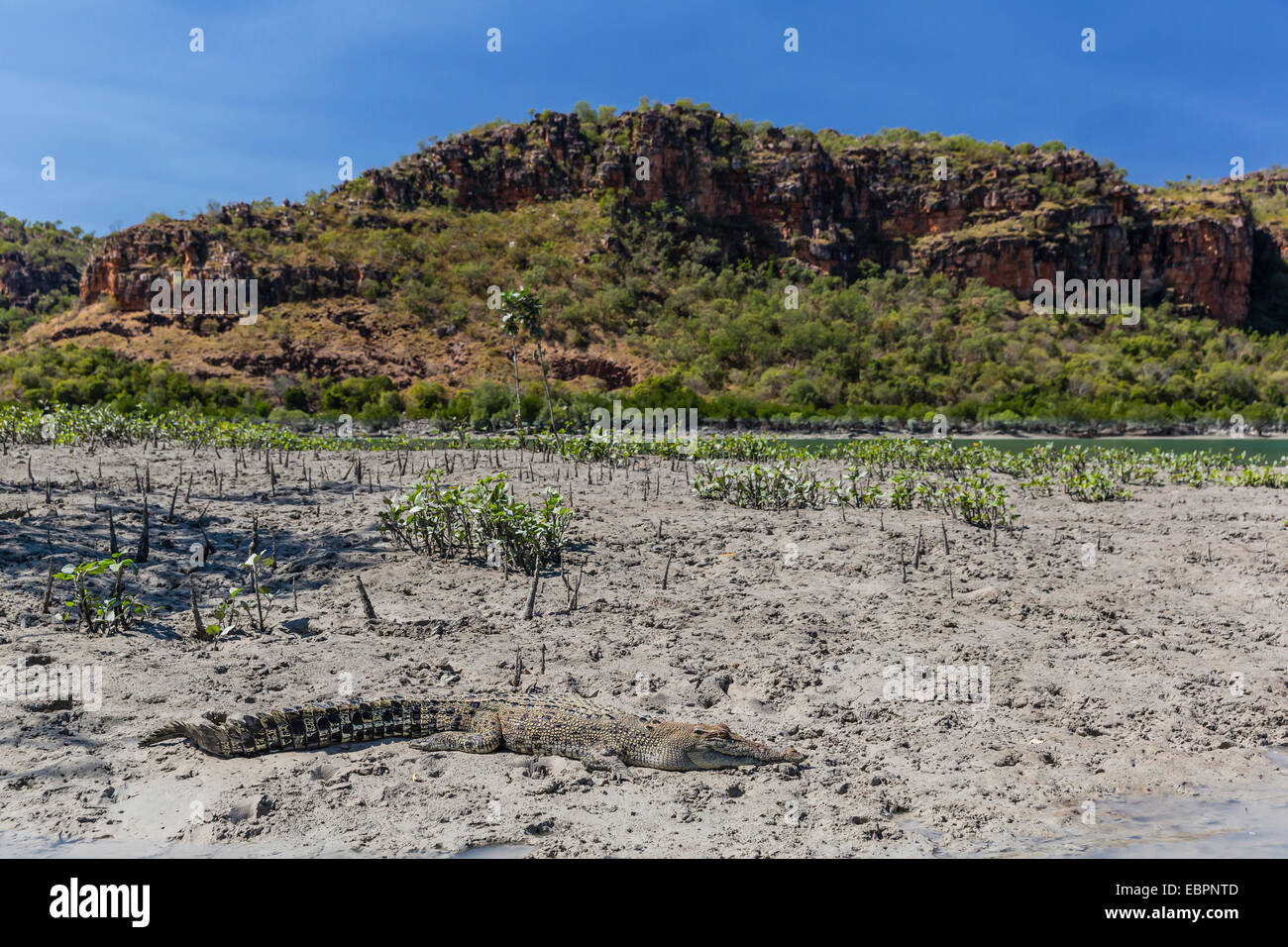 An adult wild saltwater crocodile on the banks of the Hunter River in Mitchell River National Park, Kimberley, Australia Stock Photo