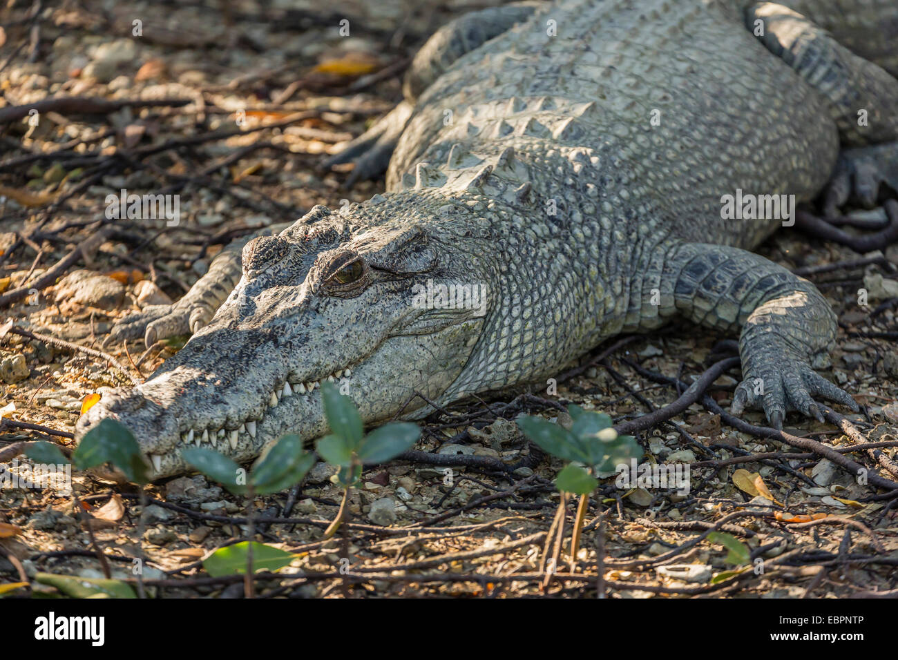Wild saltwater crocodile on the banks of the Hunter River, Mitchell River National Park, Kimberley, Australia Stock Photo