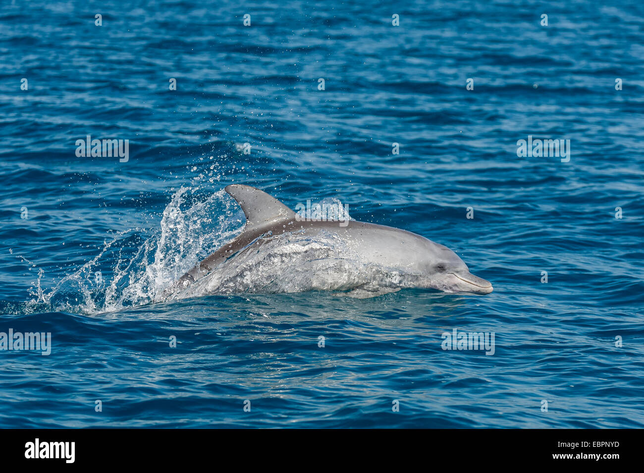 Indo-Pacific bottlenose dolphin (Tursiops aduncus), in Yampi Bay, Kimberley, Western Australia, Australia, Pacific Stock Photo