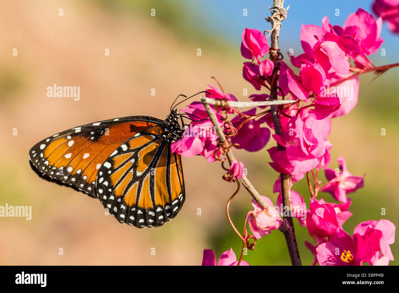 Queen butterfly (Danaus gilippus) on queen's wreath (Antigonon leptopus), Himalaya Beach, Sonora, Mexico, North America Stock Photo