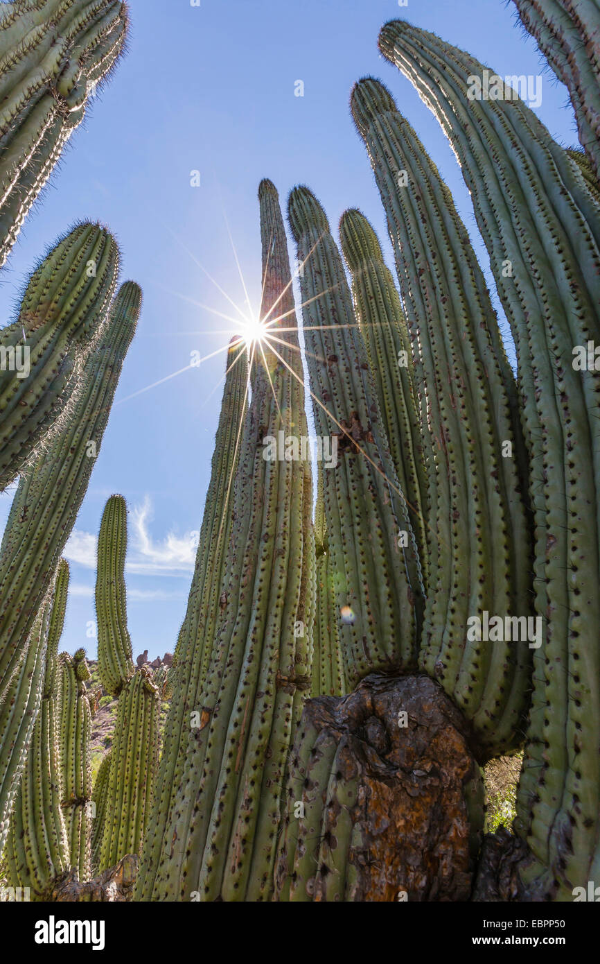 Organ pipe cactus (Stenocereus thurberi), with sunburst, Himalaya Beach, Sonora, Mexico, North America Stock Photo