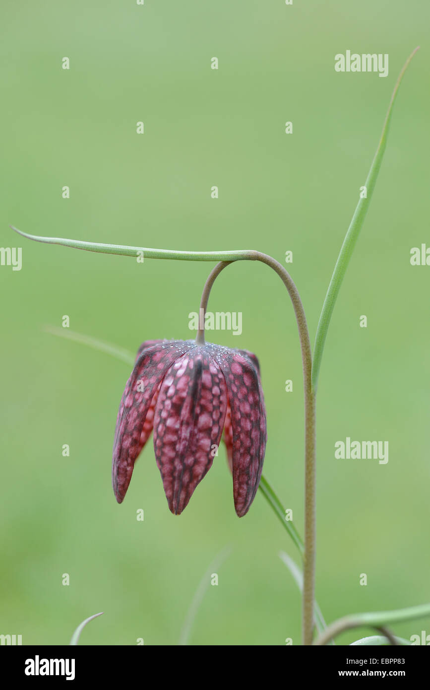 Snakeshead Fritillary: Fritillaria meleagris. Stock Photo