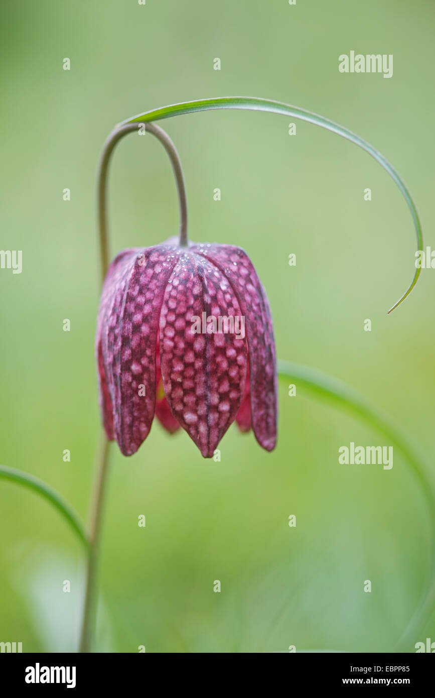 Snakeshead Fritillary: Fritillaria meleagris. Stock Photo