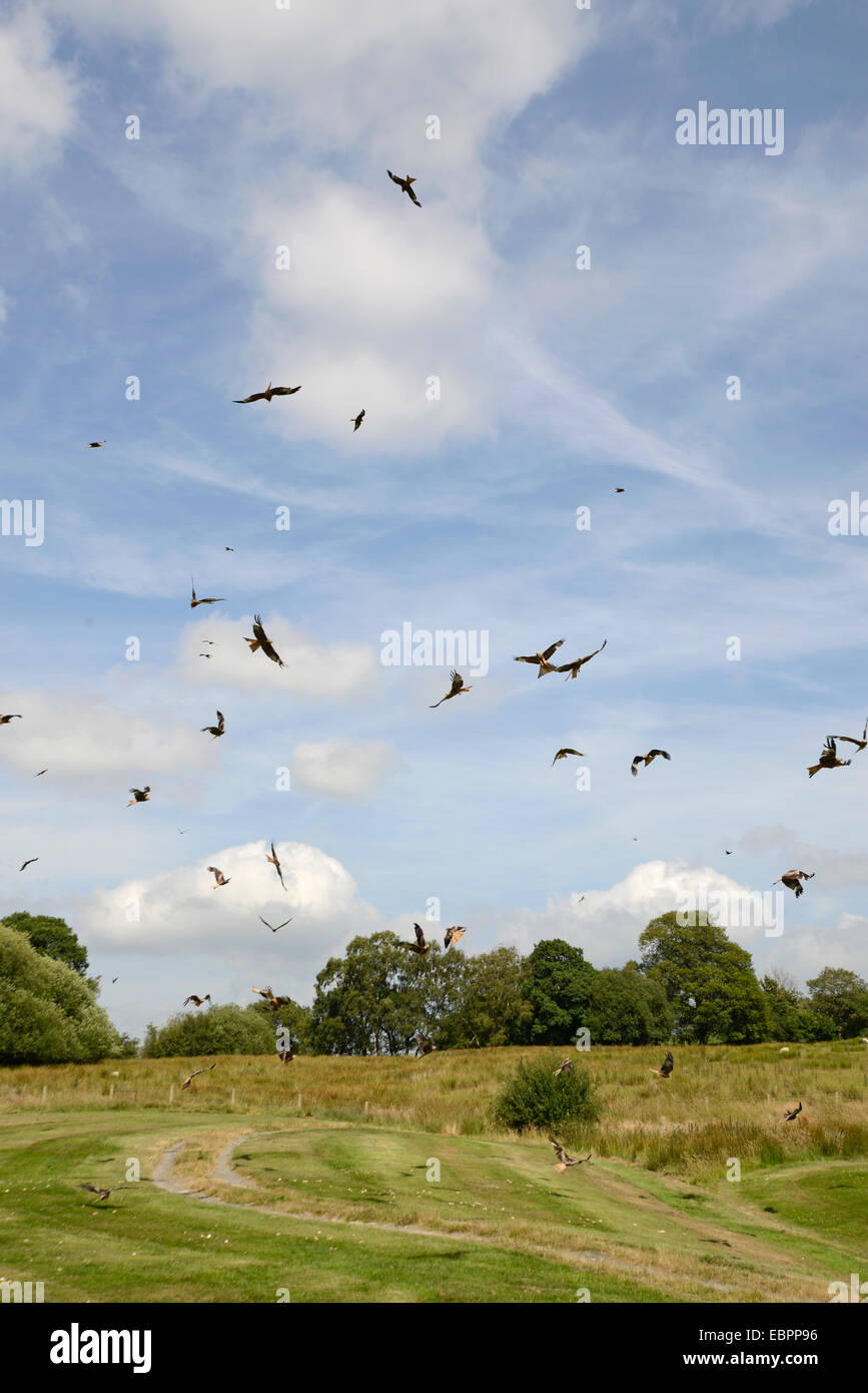 Red Kite (Milvus milvus)  Feeding Station, Gigrin Farm, Rhayader, Wales, UK Stock Photo