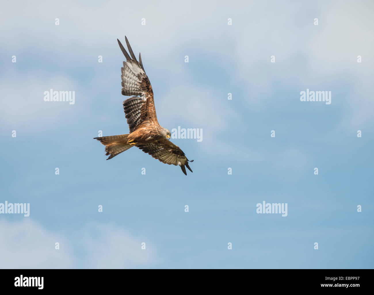 Red Kite (Milvus milvus)   Gigrin Farm, Rhayader, Wales, UK Stock Photo