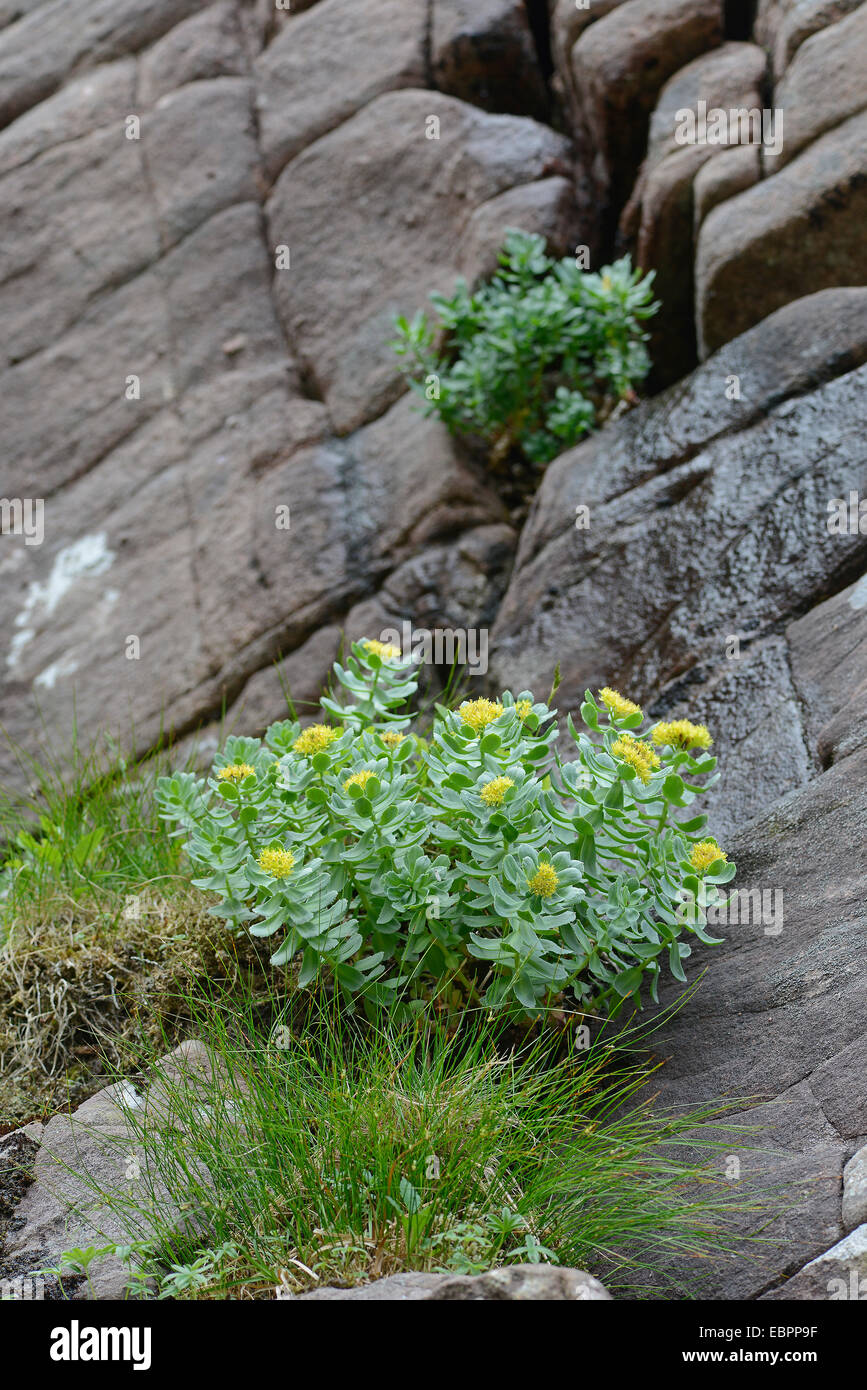 Roseroot: Rhodiola rosea. Torridon, Scotland. Stock Photo