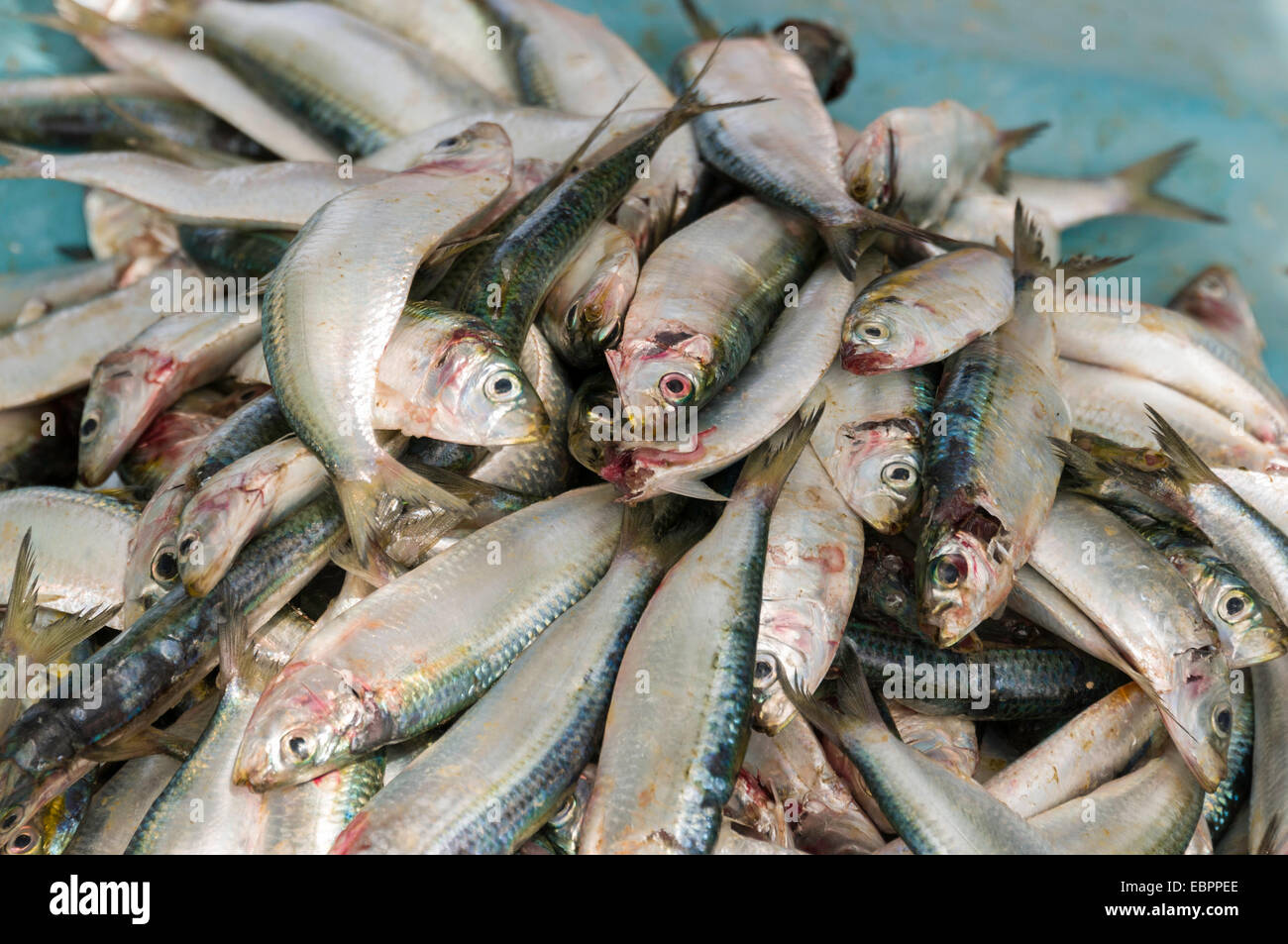 Freshly caught fish in the port of Negombo, Sri Lanka, Asia Stock Photo