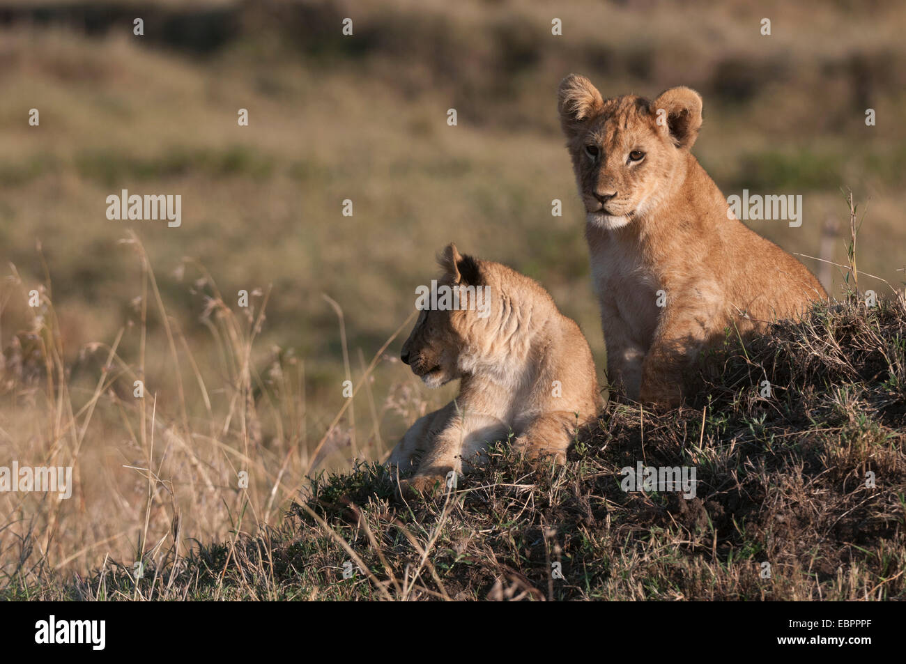 Lion (Panthera leo), Masai Mara, Kenya, East Africa, Africa Stock Photo ...