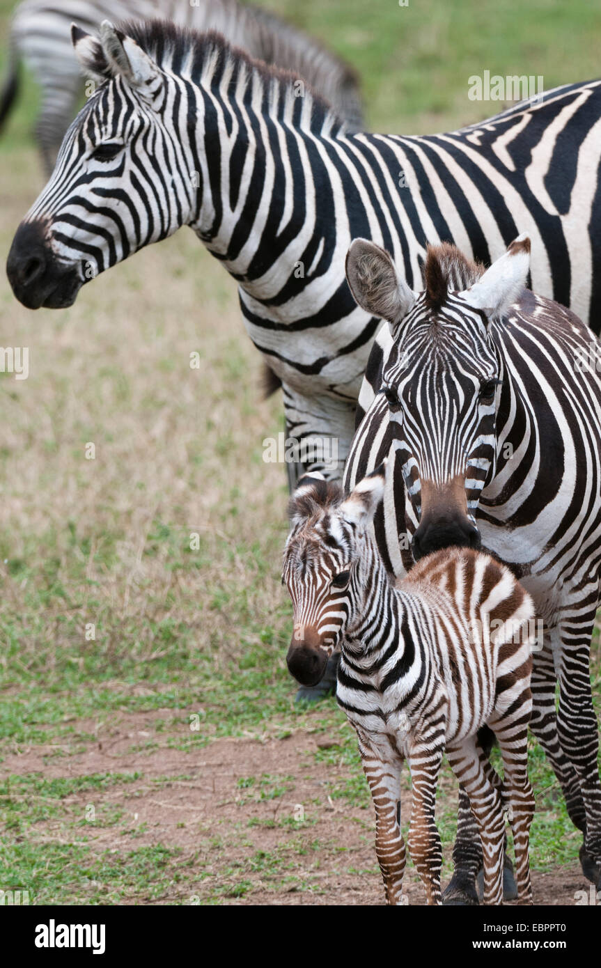 Plains zebra (Equus quagga), Masai Mara, Kenya, East Africa, Africa Stock Photo