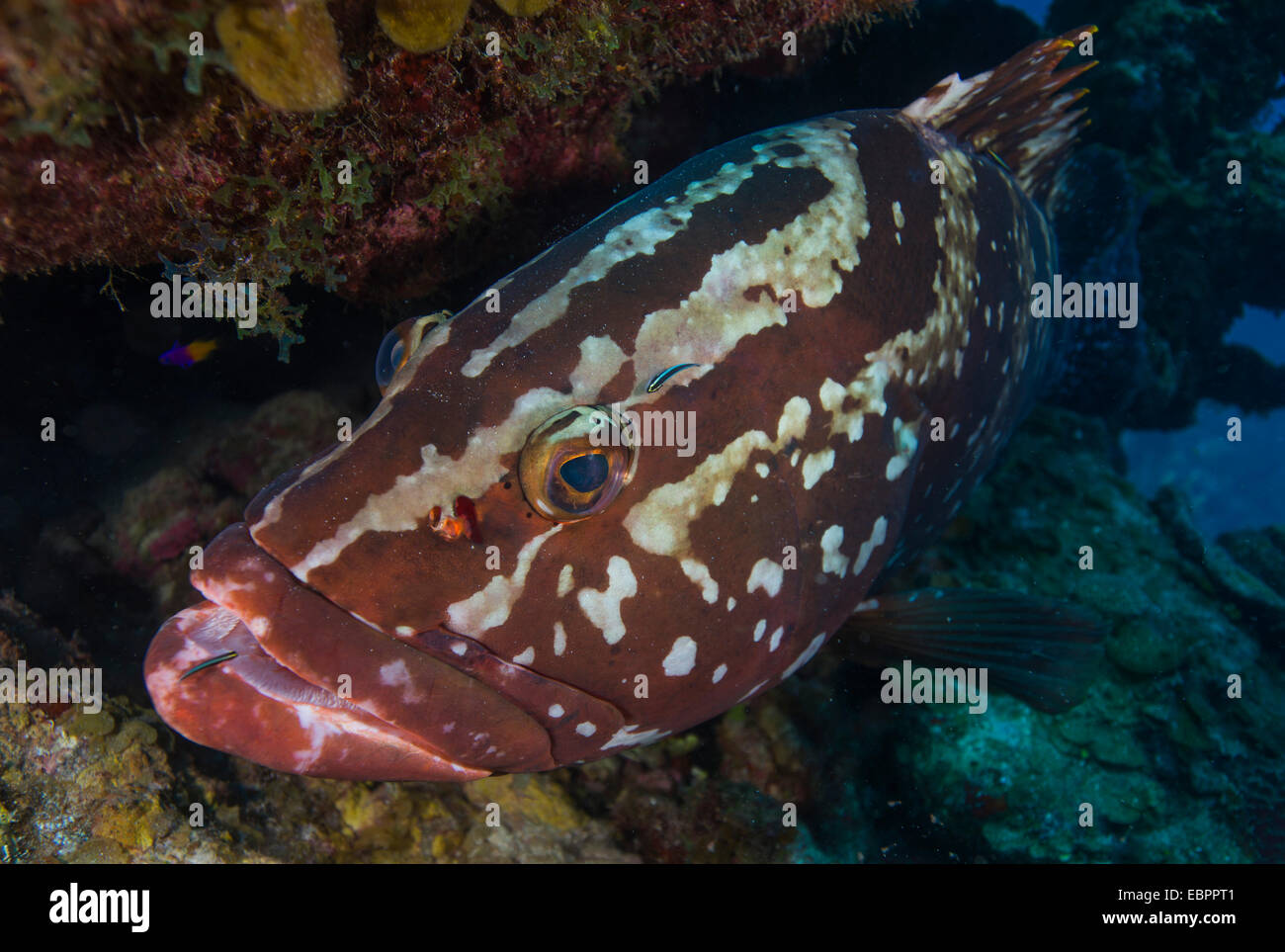Nassau grouper, Bahamas, West Indies, Central America Stock Photo