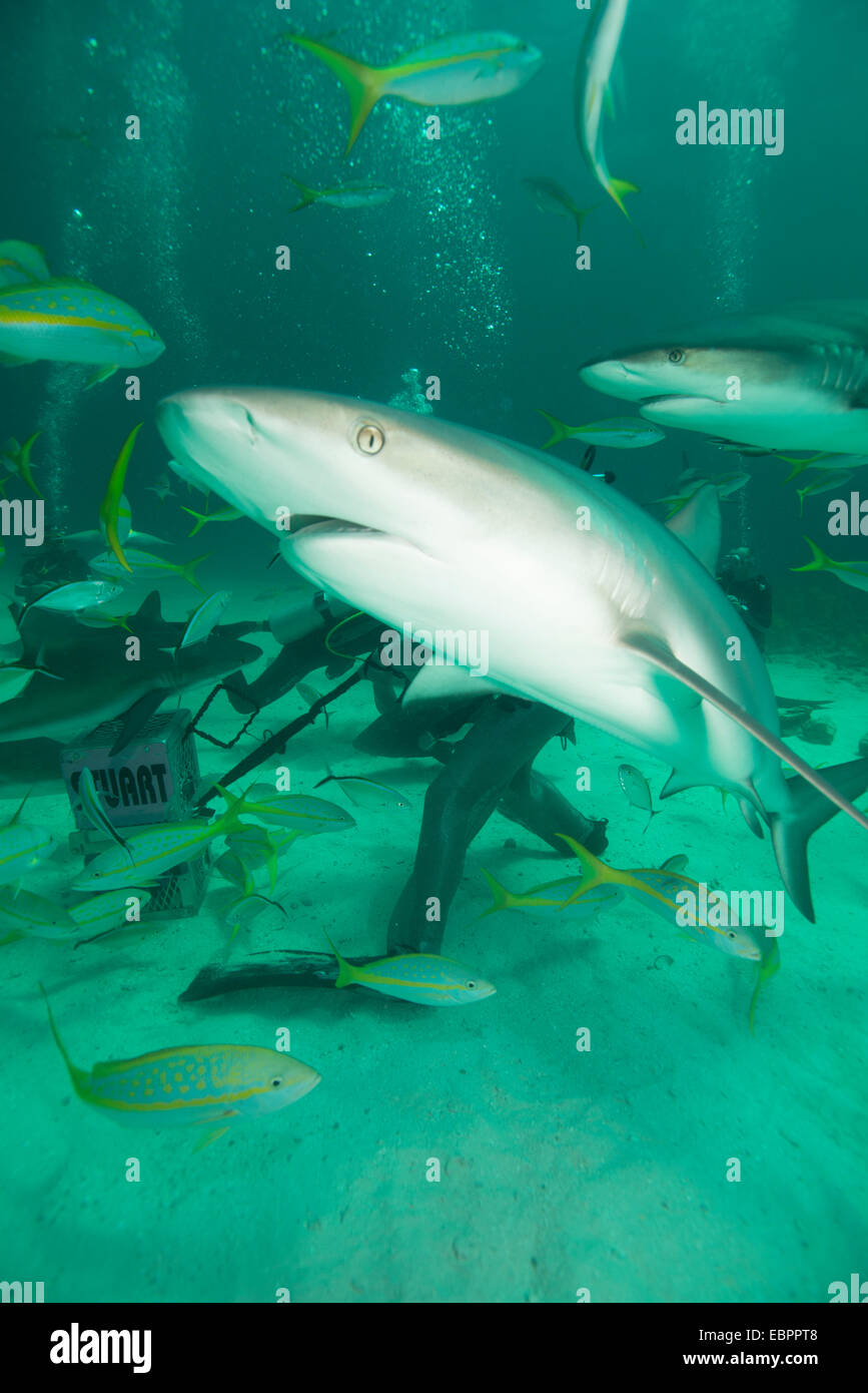 Shark feeding at Stuart Cove, Bahamas, West Indies, Central America Stock Photo