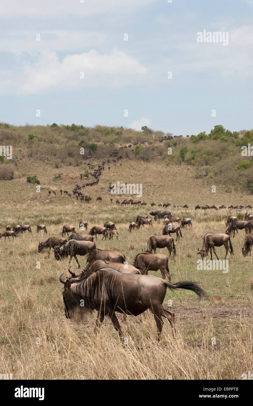 Wildebeest (Connochaetes taurinus), Masai Mara, Kenya, East Africa, Africa Stock Photo