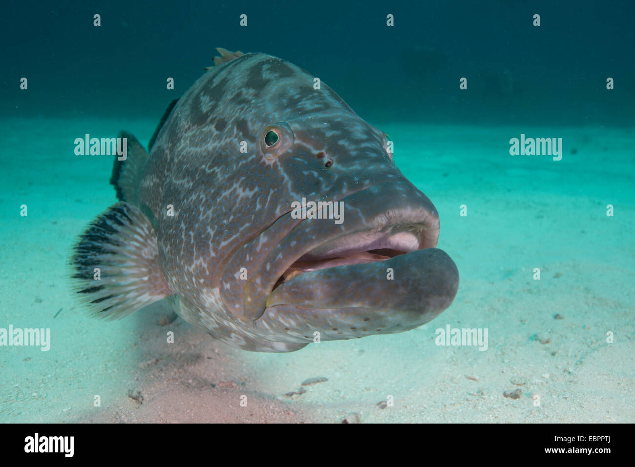 Large Nassau grouper, Bahamas, West Indies, Central America Stock Photo