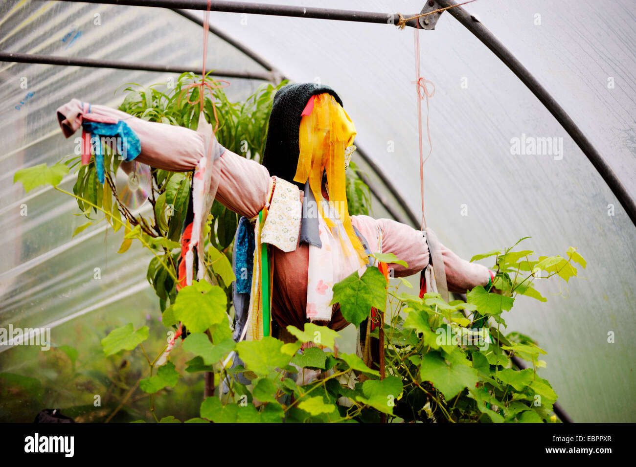 Female Scarecrow Stock Photos & Female Scarecrow Stock ...