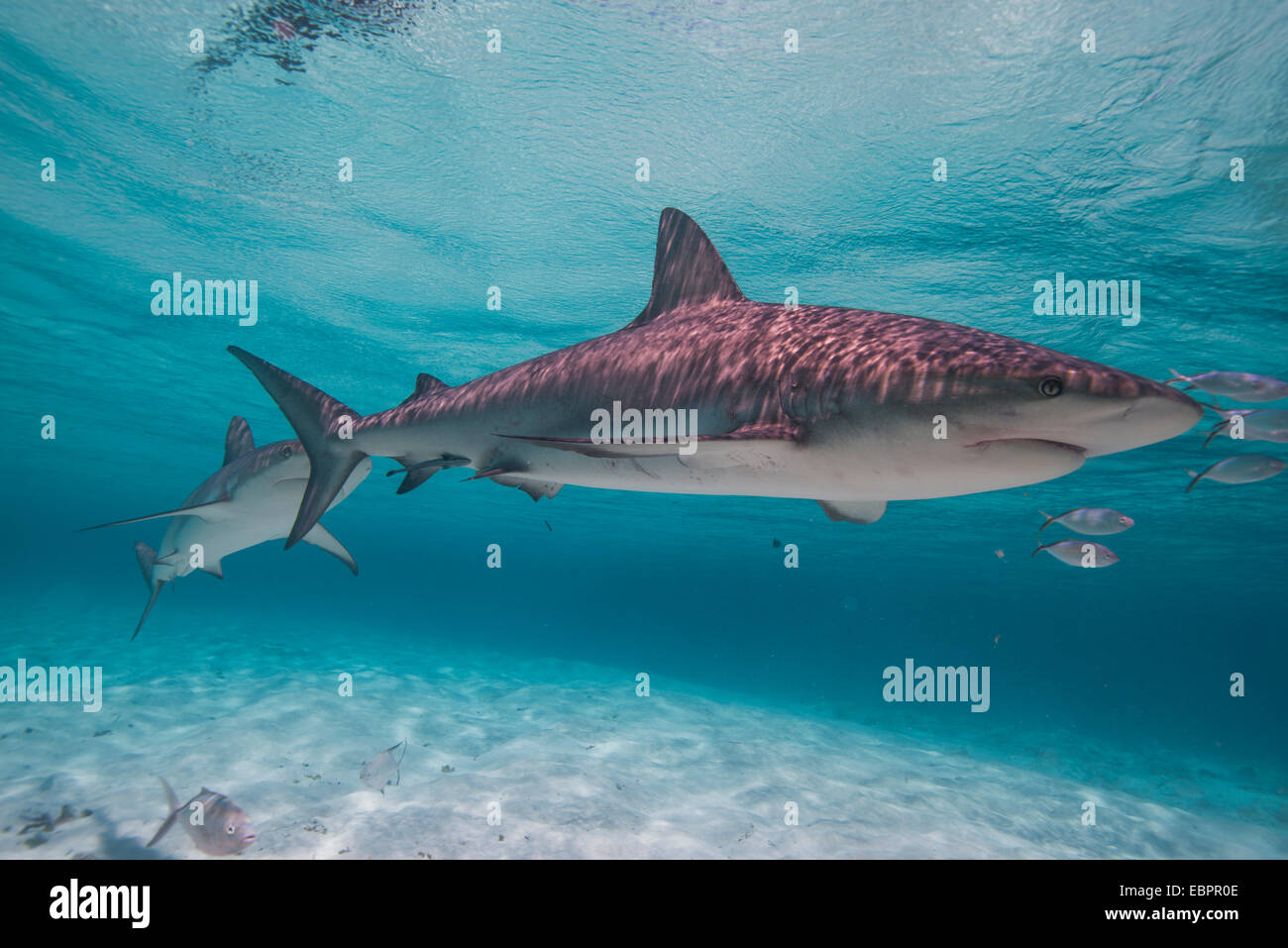 Lemon shark in the shallow waters in the Bahamas, West Indies, Central America Stock Photo