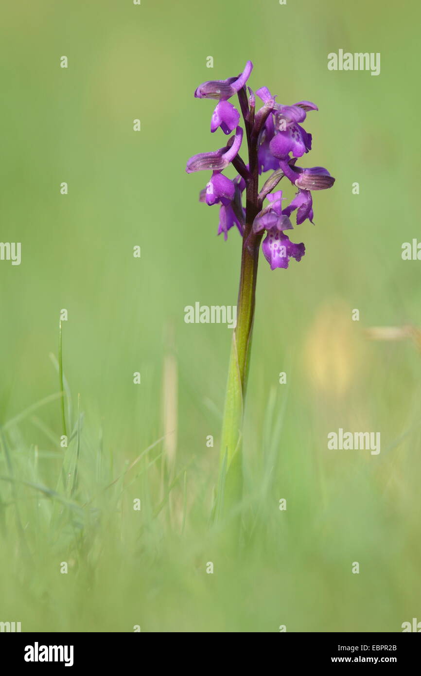 Green-winged orchid (Orchis) (Anacamptis morio) flowering in a traditional hay meadow, Wiltshire, England, United Kingdom Stock Photo