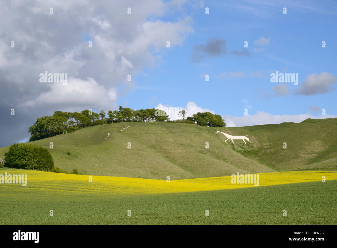 Cherhill White Horse, cut into chalk downland in 1780, with rape crop flowering in the foreground, Wiltshire, England, UK Stock Photo