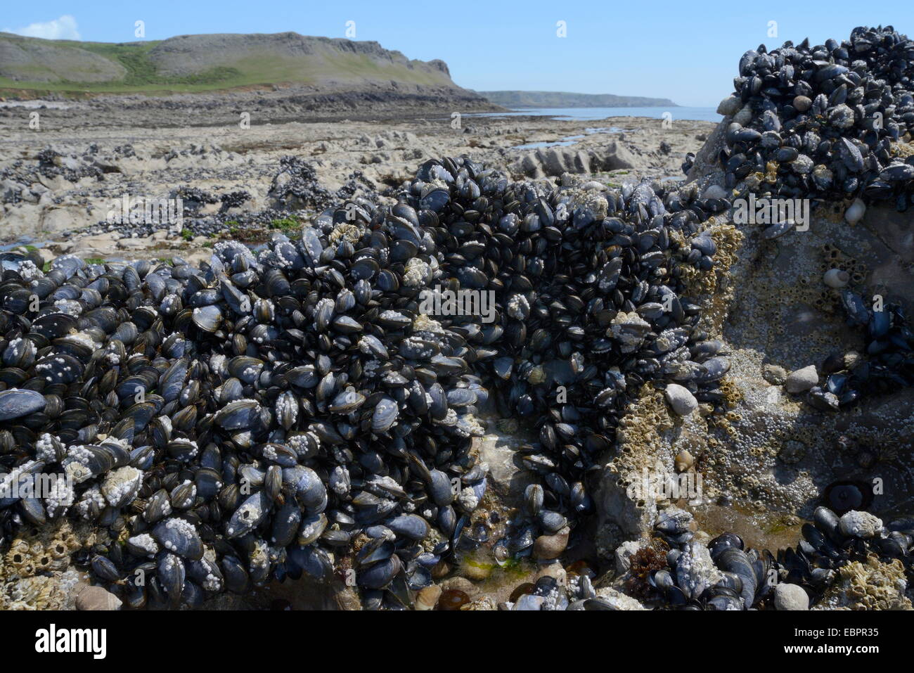 Common mussels (Mytilus edulis) attached to rocks exposed at low tide