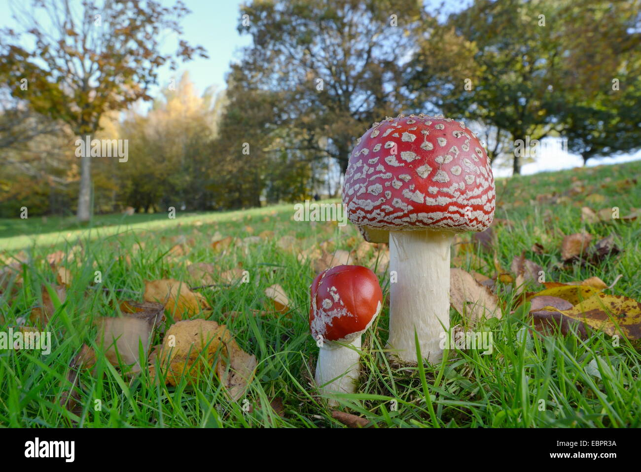 Fly agaric toadstool (Amanita muscaria) growing in grassland, Coate Water Country Park, Swindon, Wiltshire, England, UK Stock Photo
