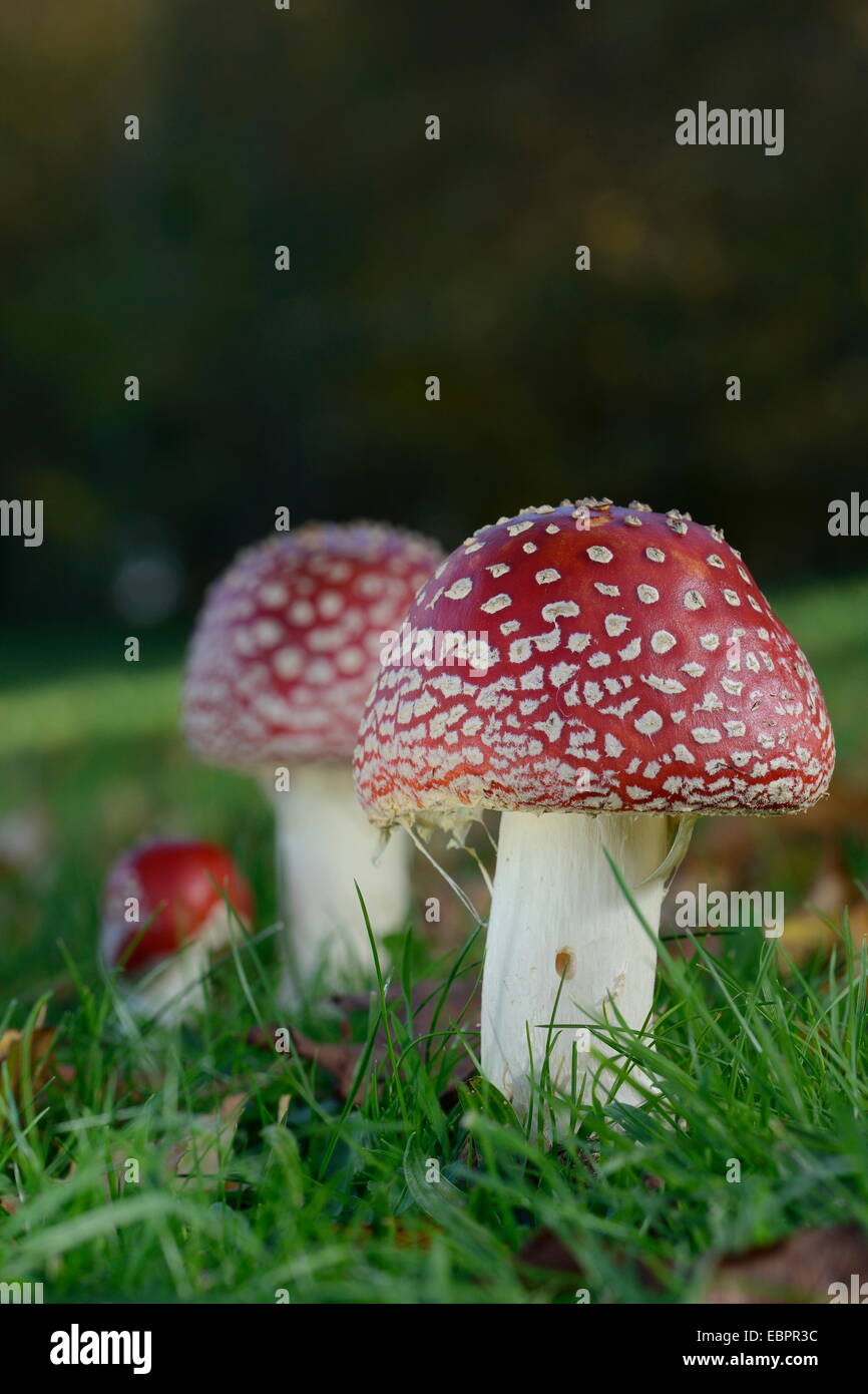 Fly agaric toadstools (Amanita muscaria) growing in grassland, Coate Water Country Park, Swindon, Wiltshire, England, UK Stock Photo