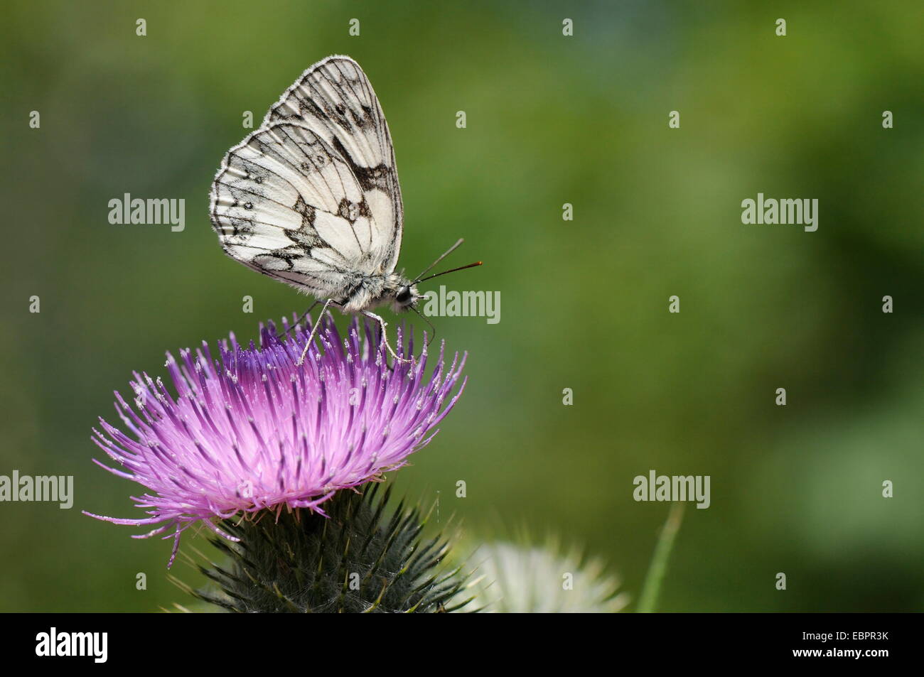 Marbled white butterfly foraging on spear thistle (Cirsium vulgare), Marlborough Downs, Wiltshire, England, United Kingodm Stock Photo