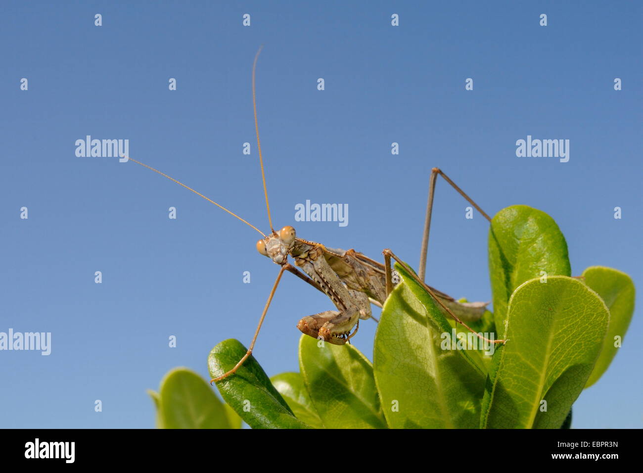 Low angle view of a Praying mantis (Mantis religious) hunting on a bush, Greece, Europe Stock Photo