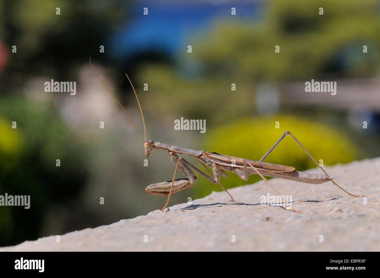 Alert praying mantis (Mantis religiosa) looking out from a hotel balcony, Kilada, Greece, Europe Stock Photo