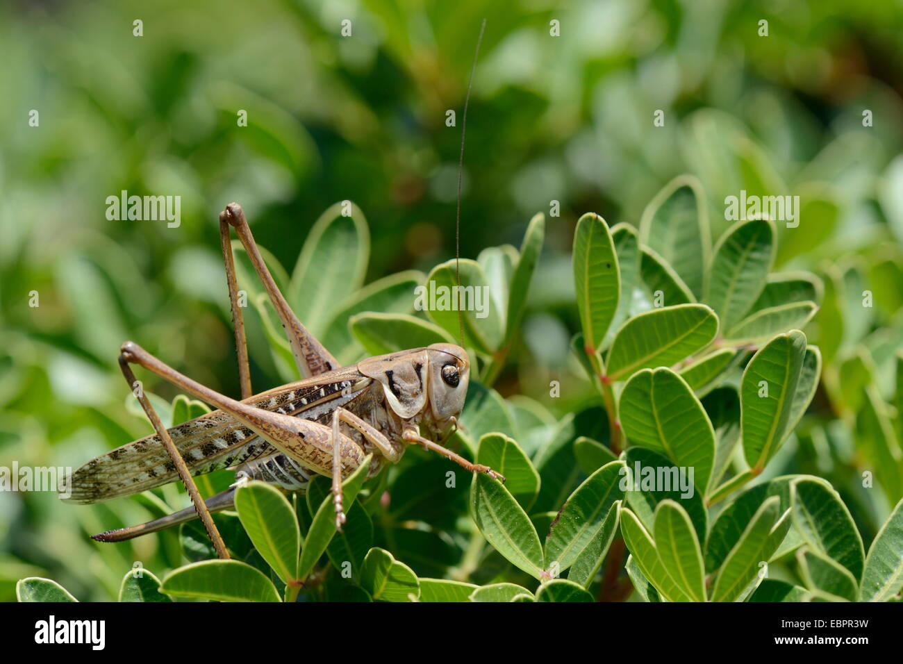 Female white-faced wartbiter bush cricket (Decticus albifrons), in a bush, Crete, Greece, Europe Stock Photo