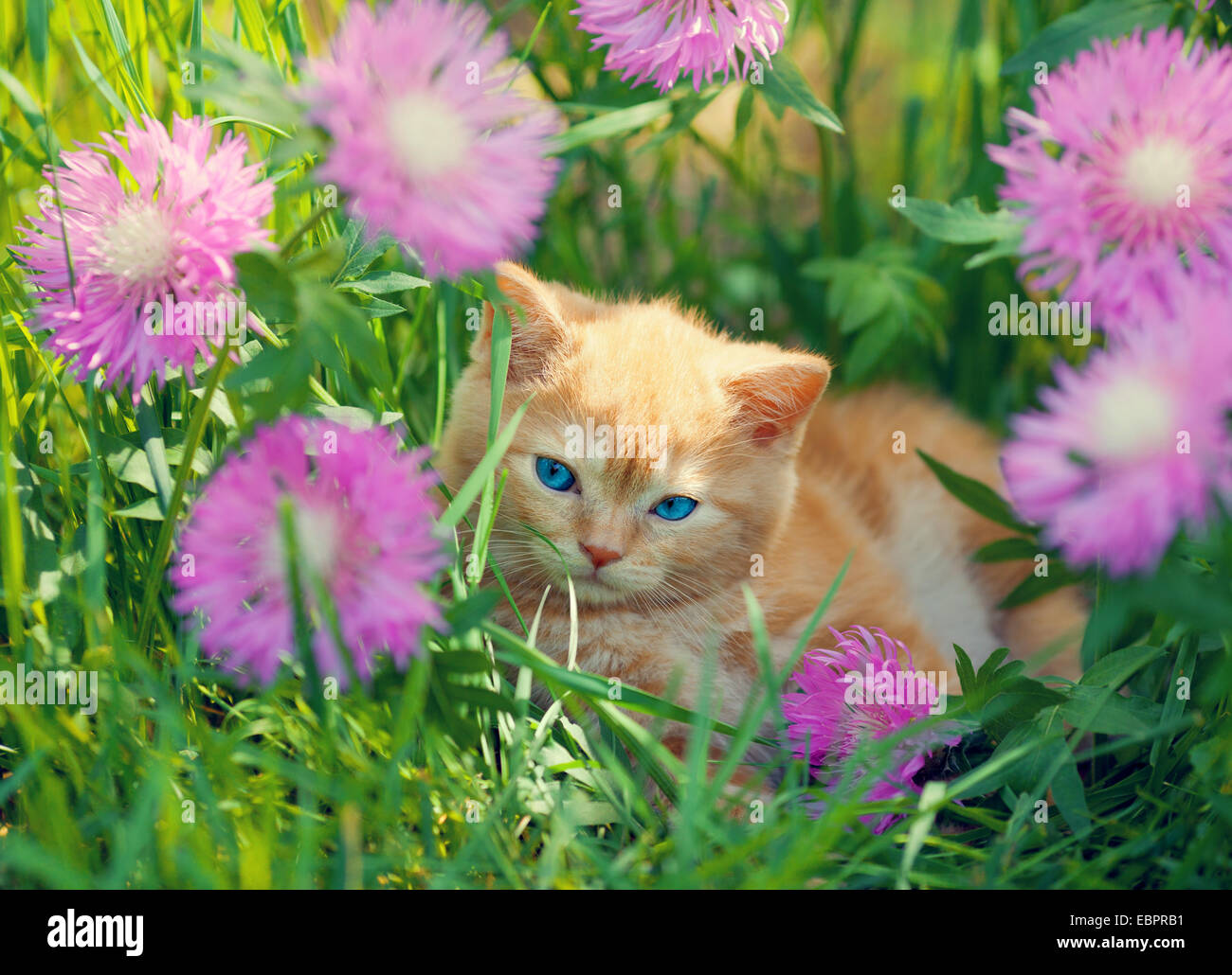 Cute little kitten sitting in flower meadow Stock Photo - Alamy