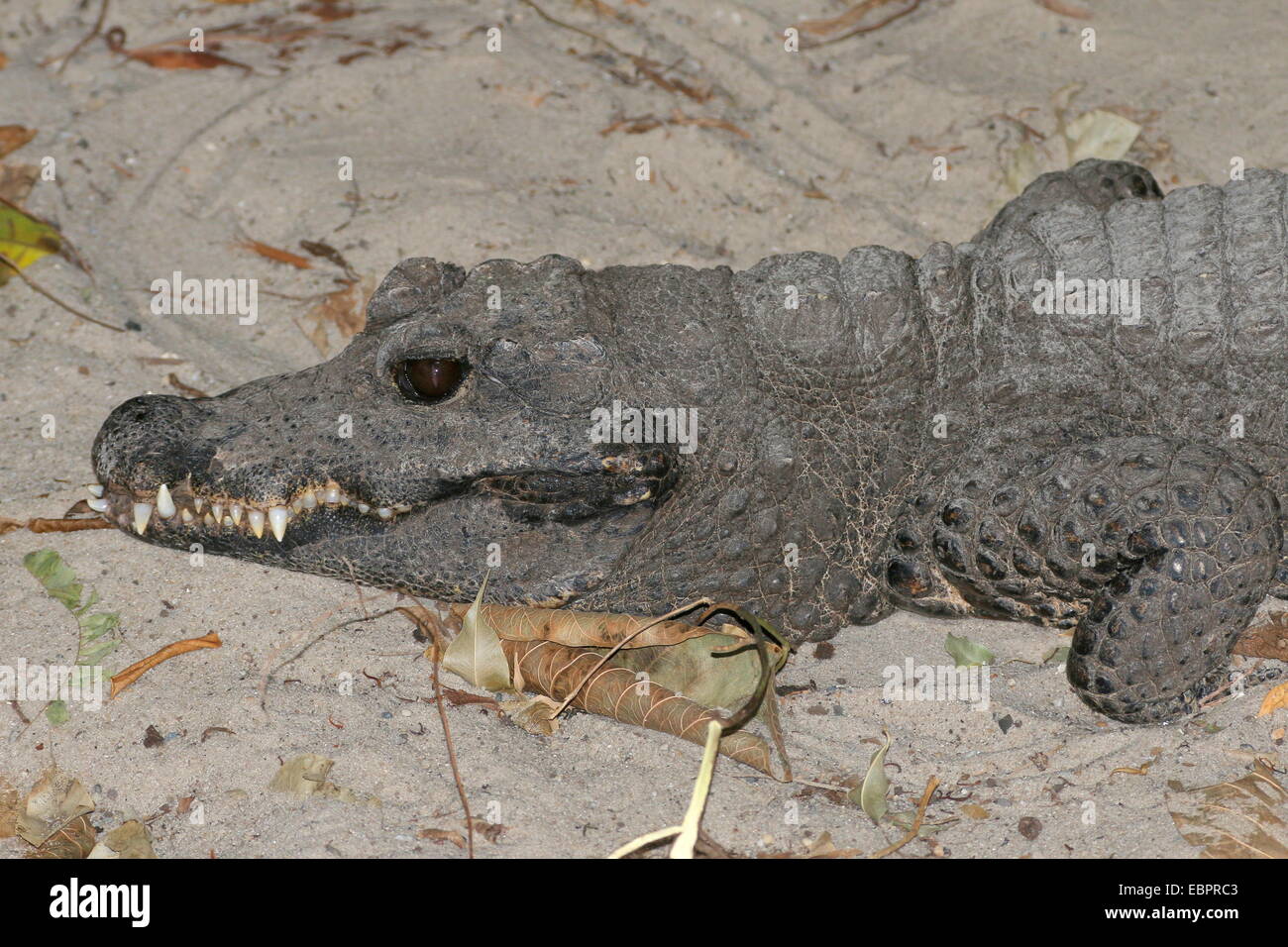 West-African Dwarf Crocodile (Osteolaemus tetraspis), a.k.a. Broad-snouted or Bony crocodile, close-up of the head Stock Photo