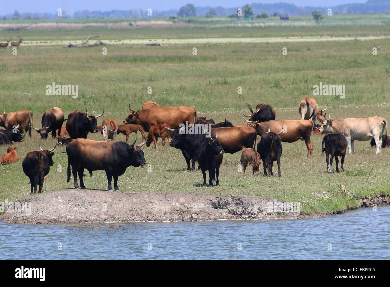 Large herds of free roaming Heck Cattle at Oostvaardersplassen, Flevoland, The Netherlands Stock Photo