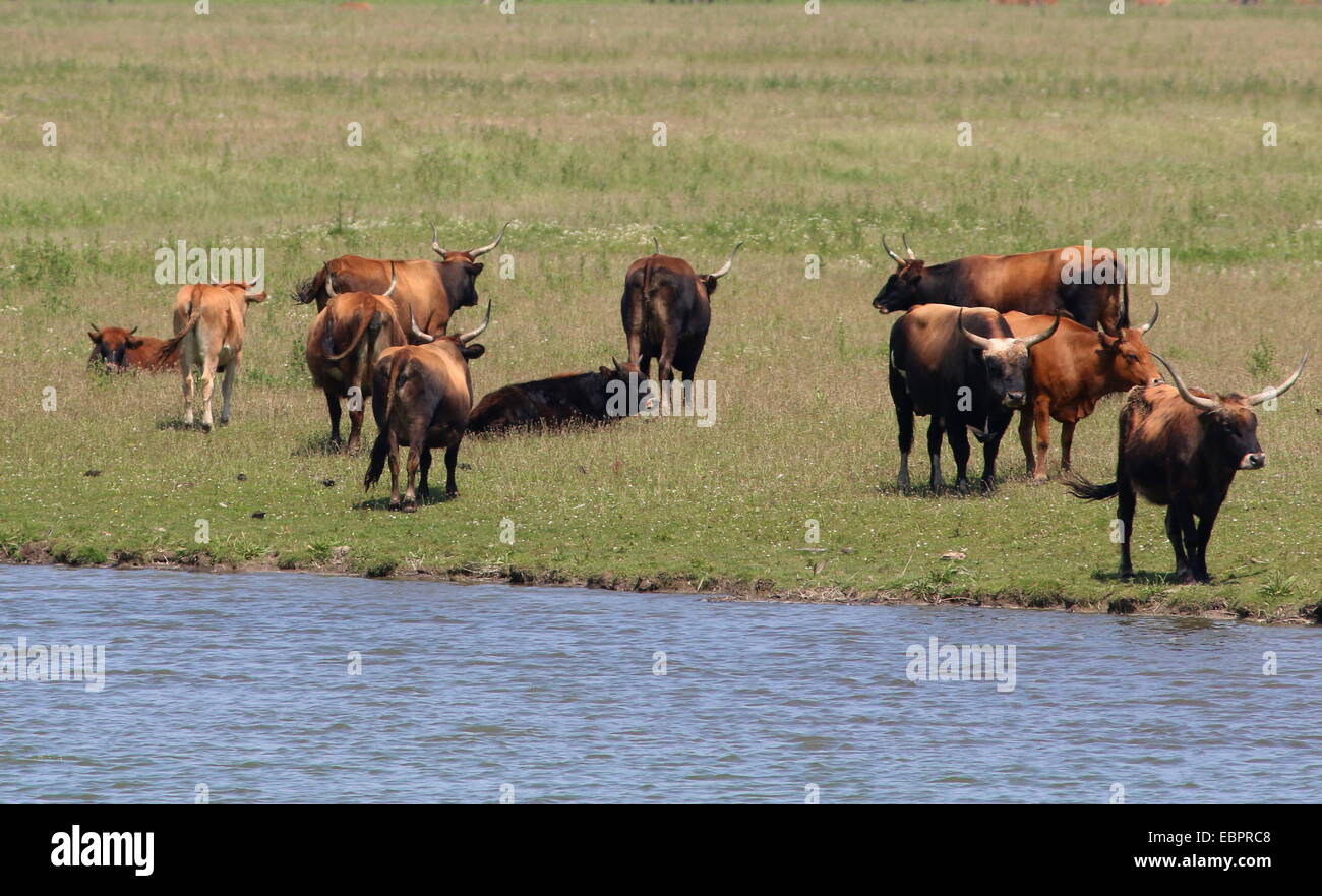 Large herds of free roaming Heck Cattle at Oostvaardersplassen, Flevoland, The Netherlands Stock Photo