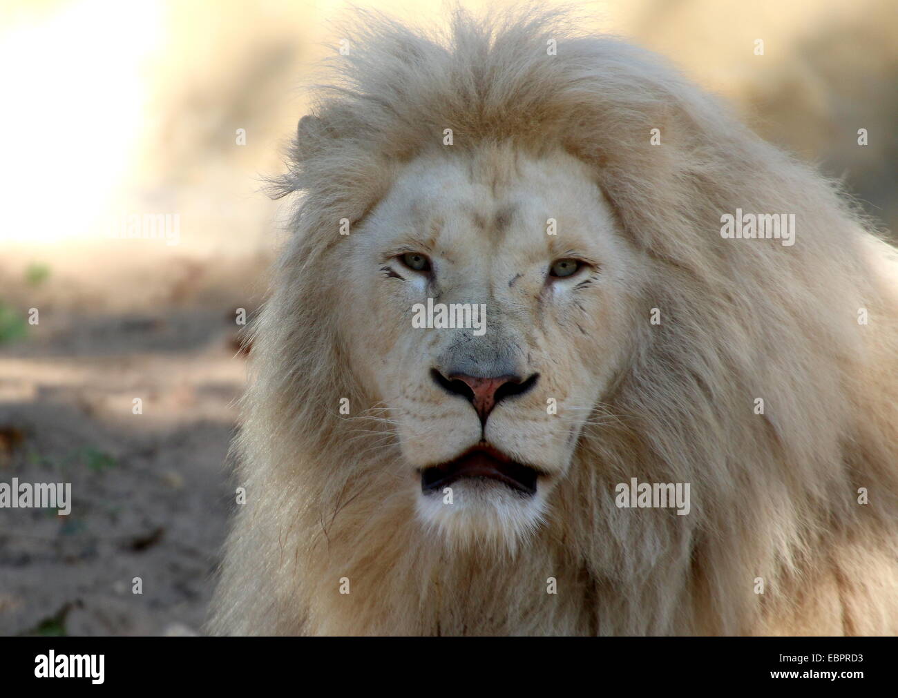 Close-up of the head of a rare albino white lion (Panthera leo Stock ...