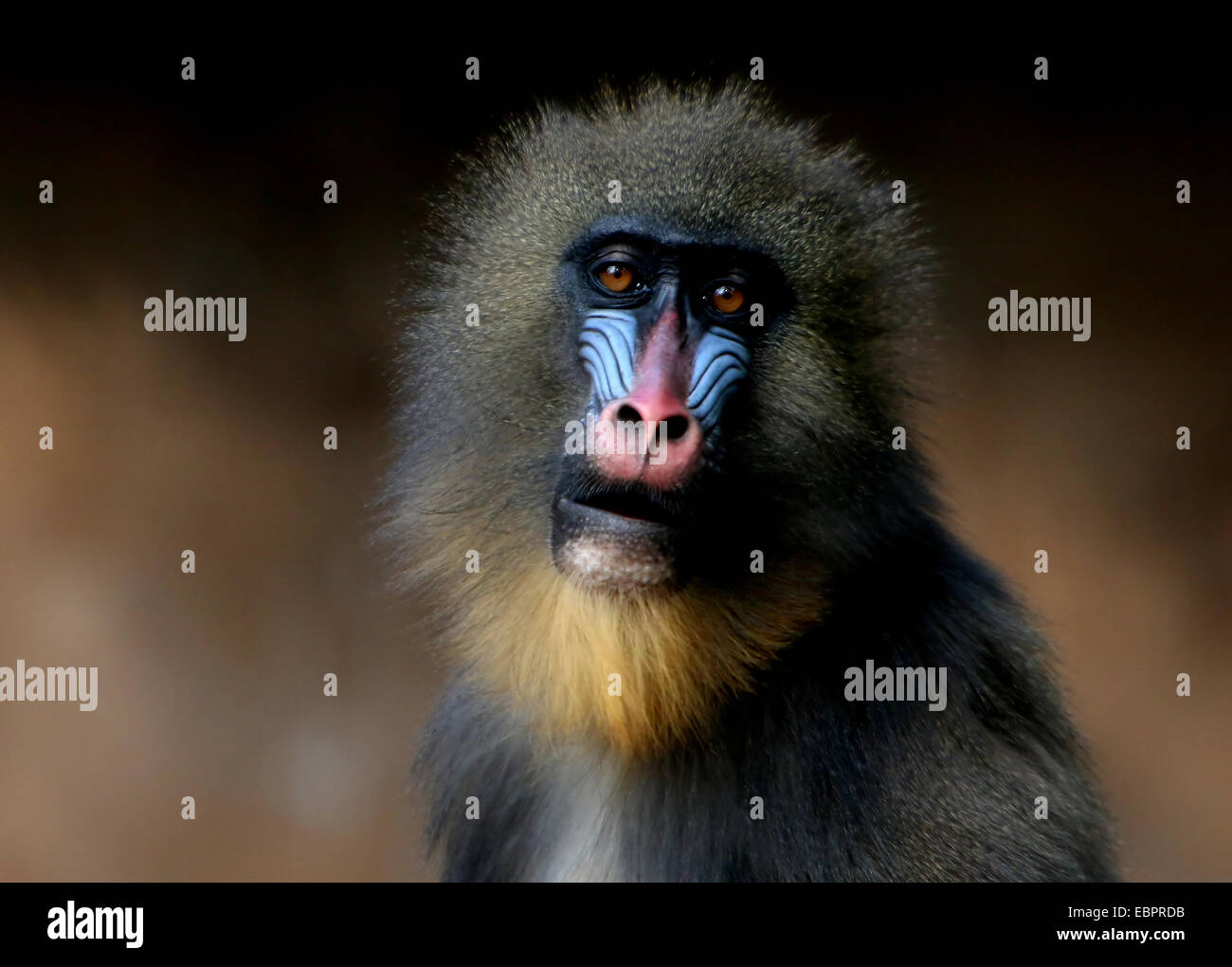 Colorful face of a  Mandrill monkey (Mandrillus sphinx) Stock Photo