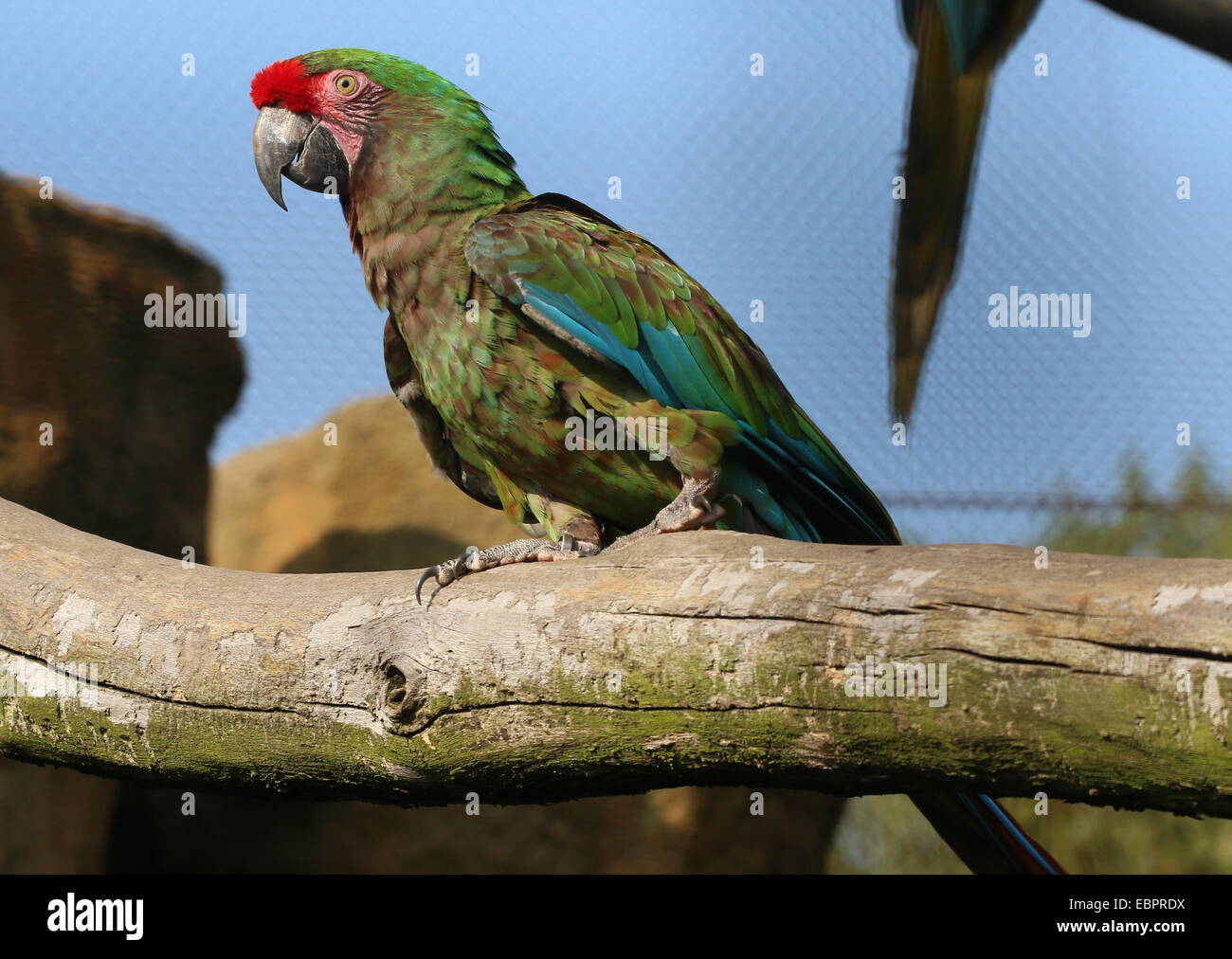 Captive South American Military macaw (Ara militaris), at Rotterdam