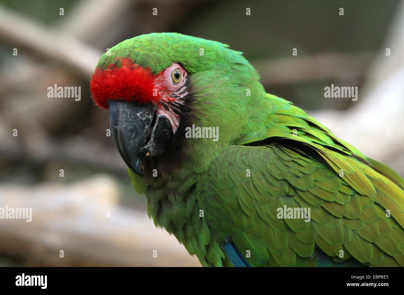 Military macaw (Ara militaris), native in a range from the Brazilian Amazon to Mexico Stock Photo