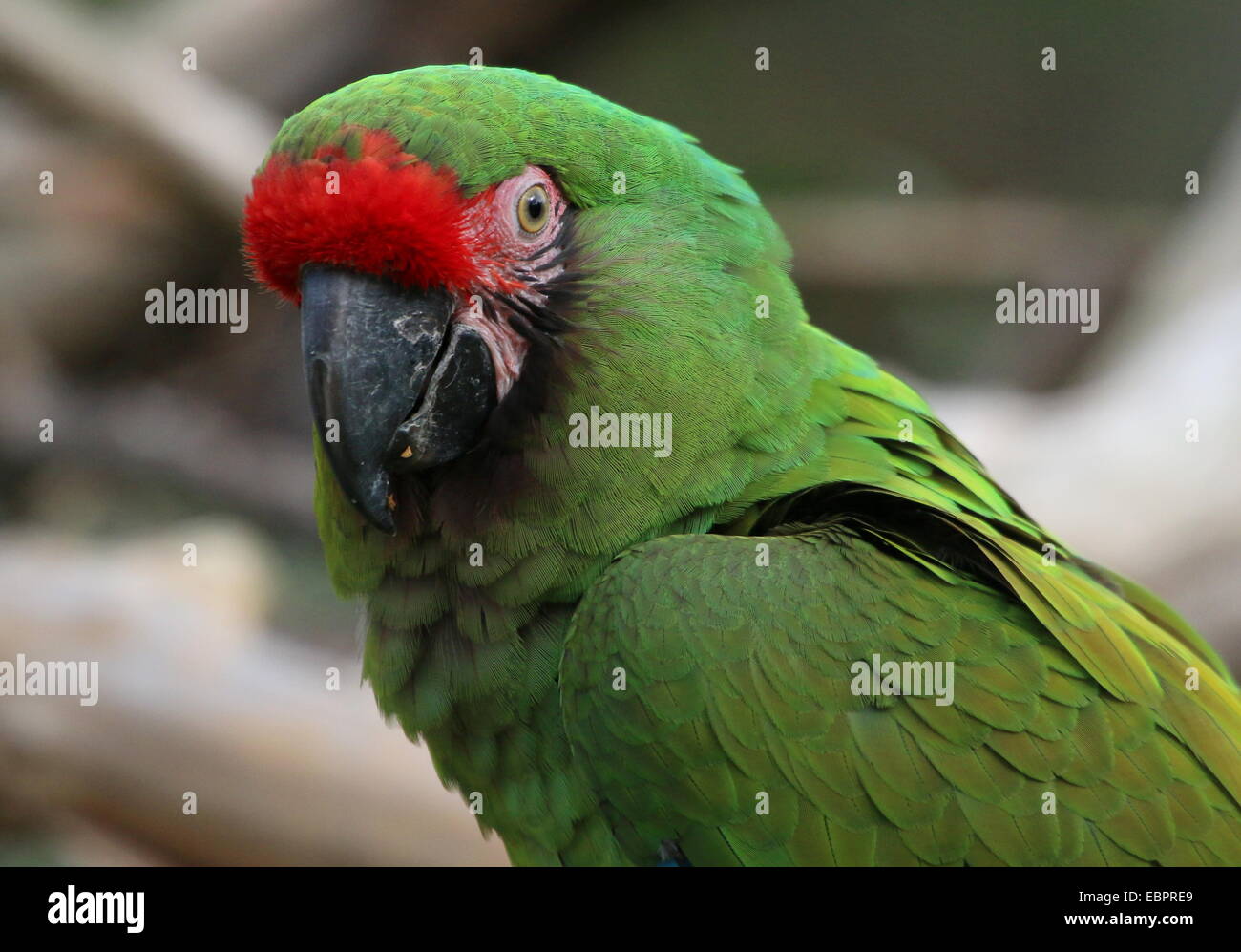 Military macaw (Ara militaris), native in a range from the Brazilian Amazon to Mexico Stock Photo