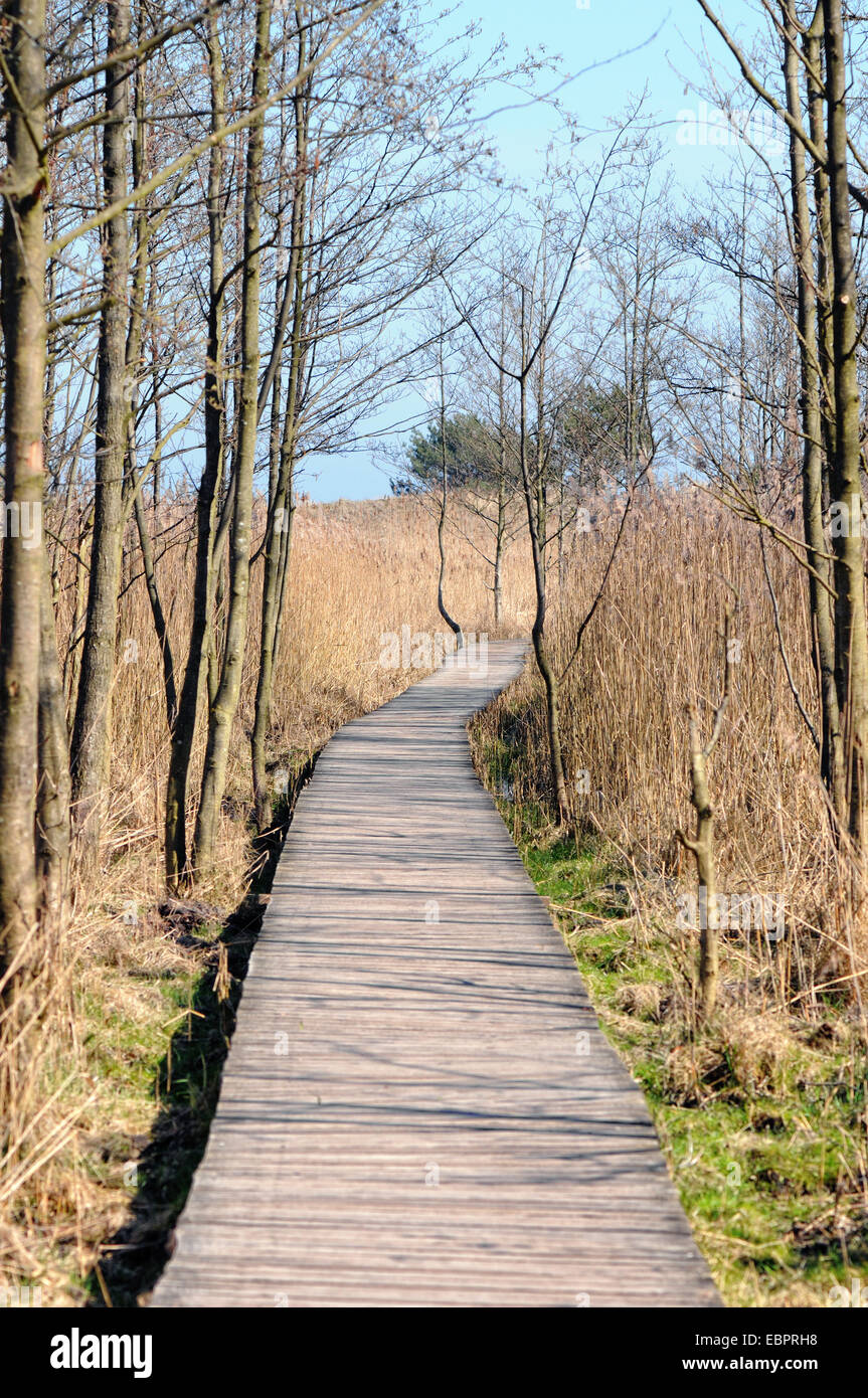 Darsser Ort at Baltic sea beach on Darss peninsula. Reed on the shore with a wooden piere leading along. (Mecklenburg-Vorpommern Stock Photo