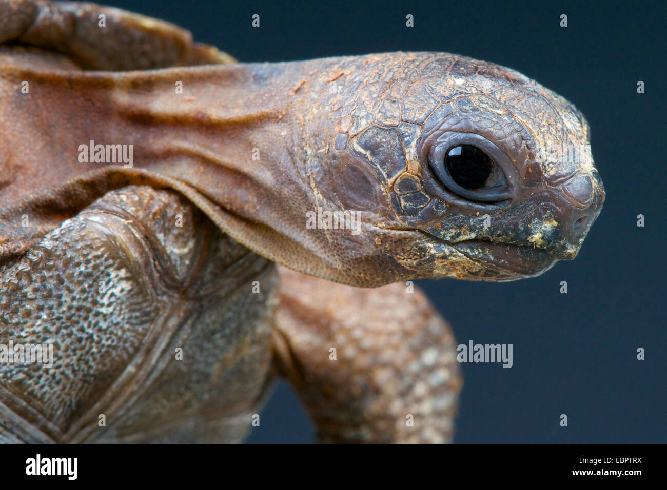 Giant tortoise / Aldabrachelys gigantea Stock Photo