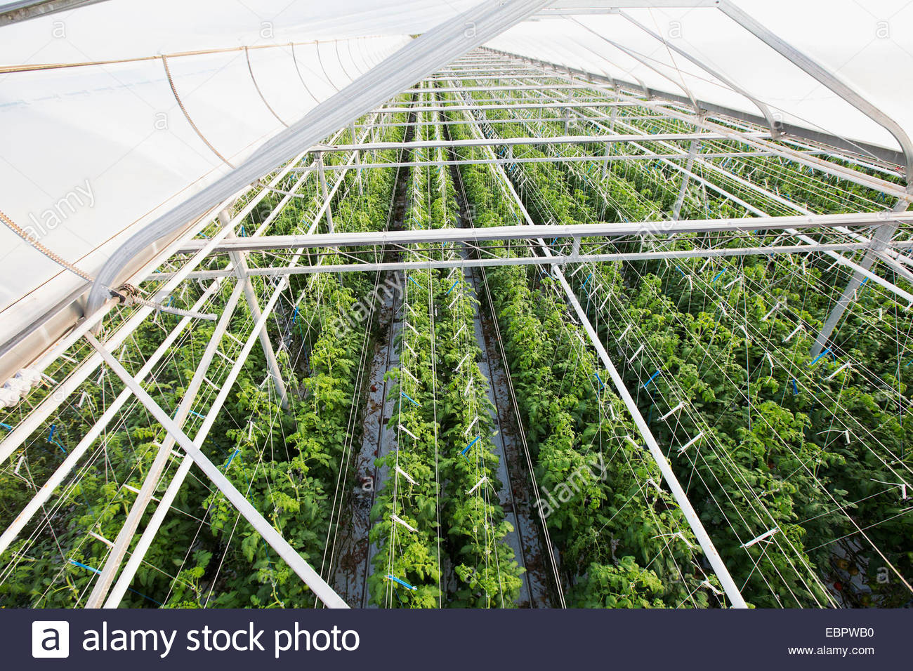 Plants growing in a row in greenhouse Stock Photo